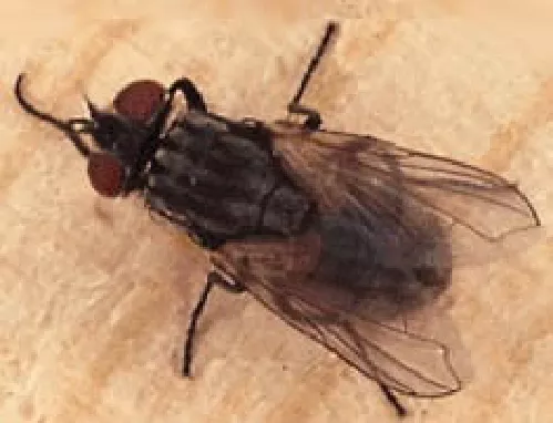 Mosca Dom&eacute;stica