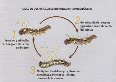 Control Biológico de Plagas con Hongos Entomopatógenos.
