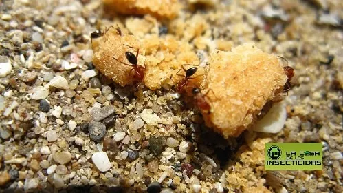 Hormiga Faraona o Fara&oacute;n