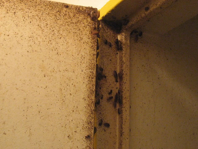 Higuiene y sanitización (II) control de plagas de cucarachas.