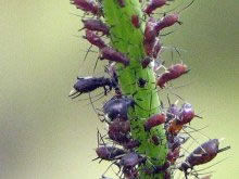 Las plagas de jardín.