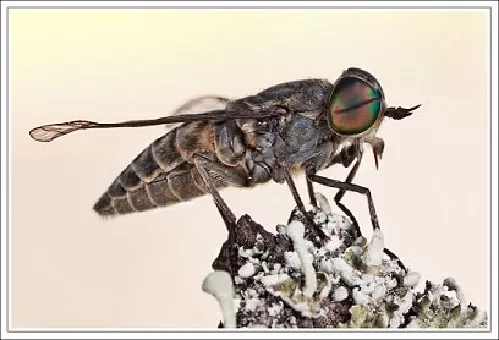 T&aacute;banos Chrysops spp