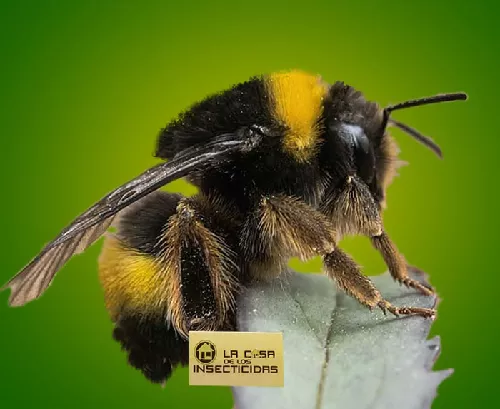 Abejorro Bombus sp.