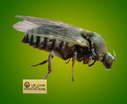 Barig&uuml;&iacute; (Sim&uacute;lidos)