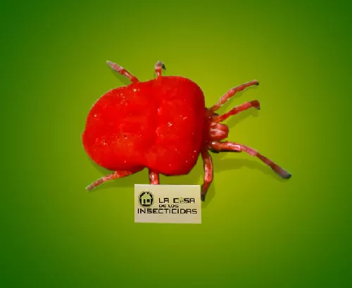 Bicho colorado Trombicula 