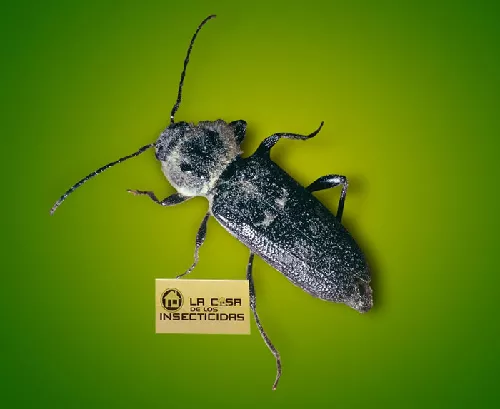 Bicho taladro Hylotrupes 