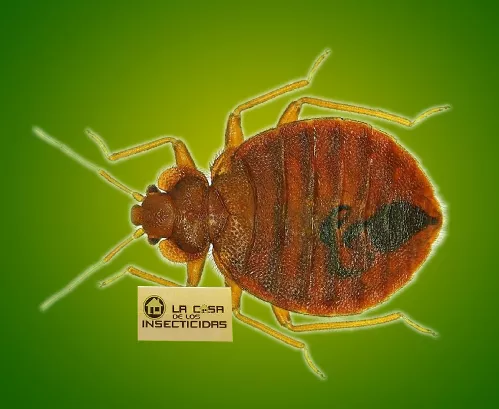 Chinche de cama Cimex