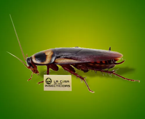 Cucaracha Americana