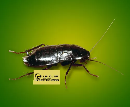Cucaracha Oriental