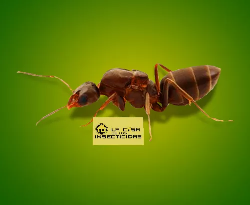 Hormiga Argentina