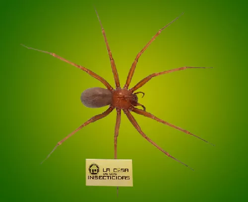 Ara&ntilde;a de los Rincones