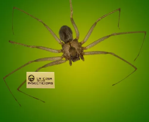 Ara&ntilde;a Solitaria Caf&eacute;