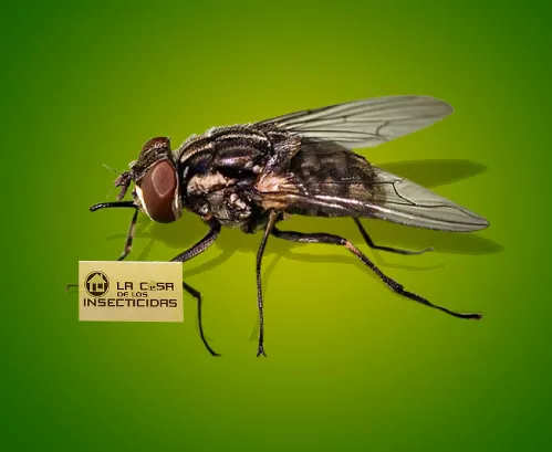 Mosca Peque&ntilde;a Casera