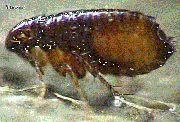Pulgas ctenocephalides
